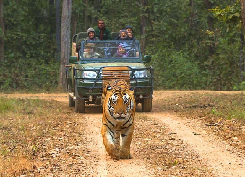jeep safari in jim corbett